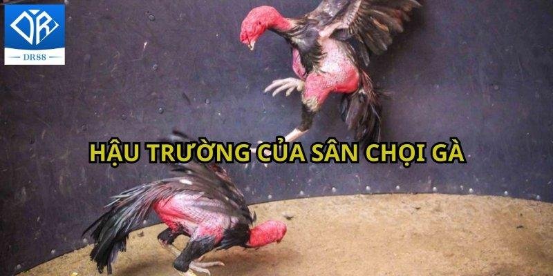 Bí Mật Sau Hậu Trường Đá Gà Online Và Những Điều Chưa Kể