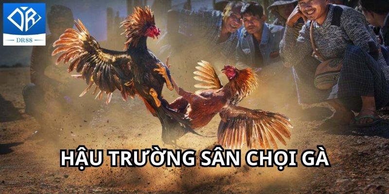 Bí Mật Sau Hậu Trường Đá Gà Online Và Những Điều Chưa Kể