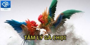 Tâm Lý Gà Chọi Và Những Điều Người Chơi Cần Quan Tâm Nhất